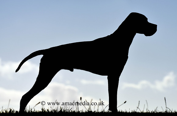 English Pointer