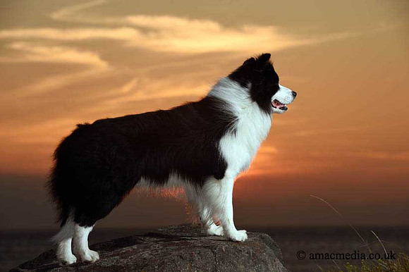 Sunset shoot with a Border Collie