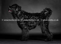 Russian Black Terrier in the studio