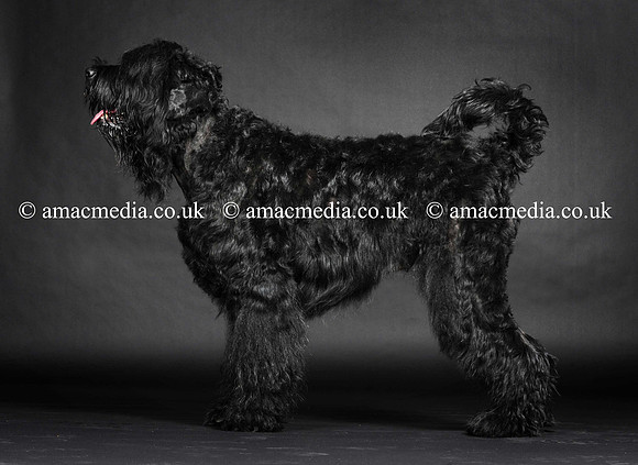 Russian Black Terrier in the studio