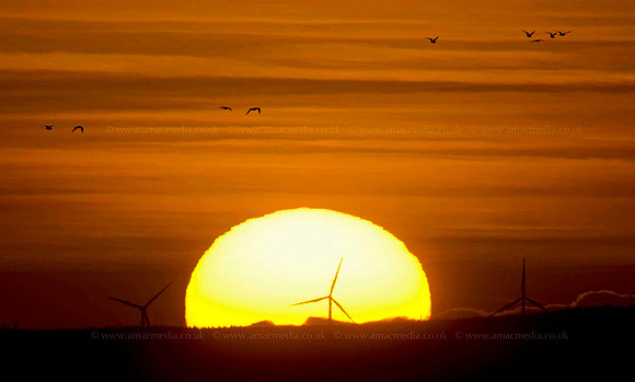Whitelee windfarm
